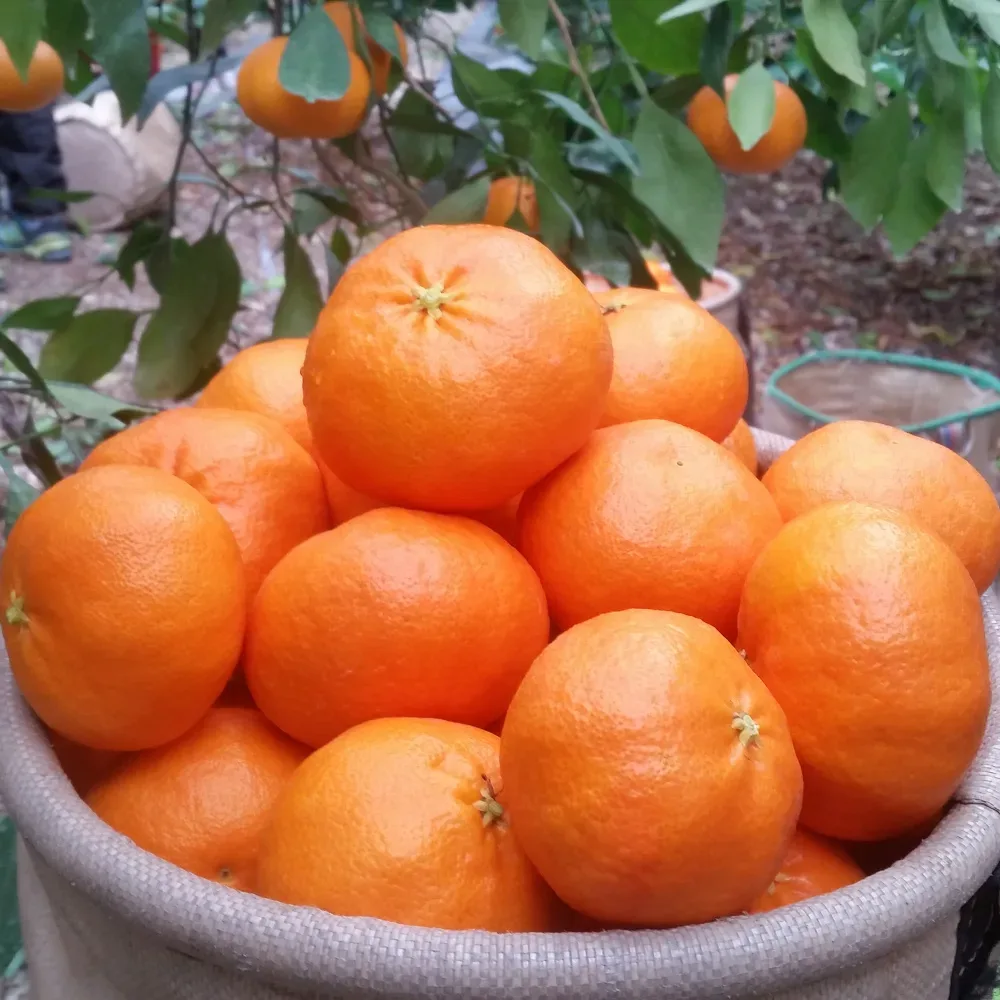 [봄율마켓] 제주 레드향 가정용 무료배송 2KG 3KG